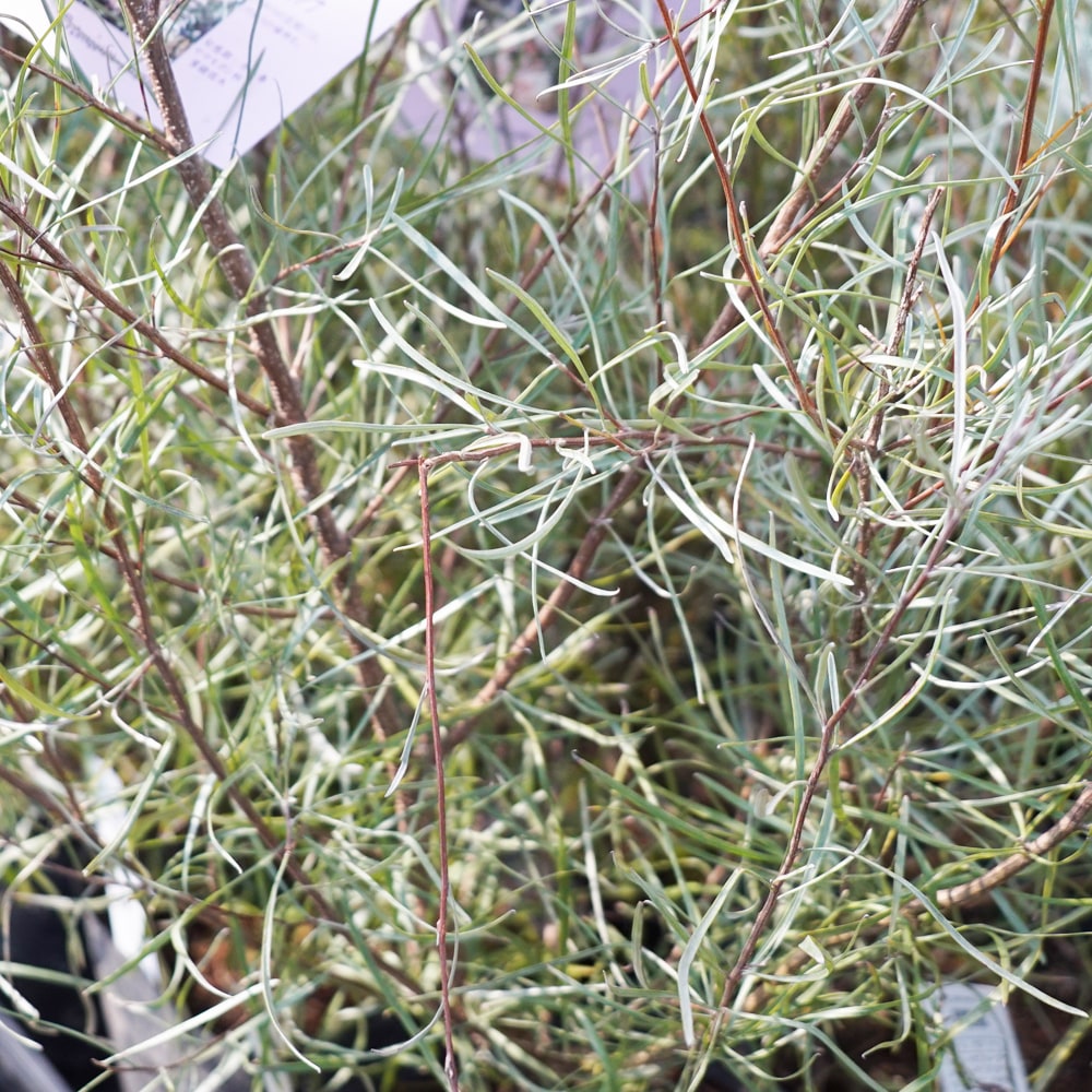 グレビレア エンドリチェリアナ 3