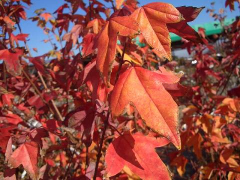 トウカエデ 花散里の紅葉