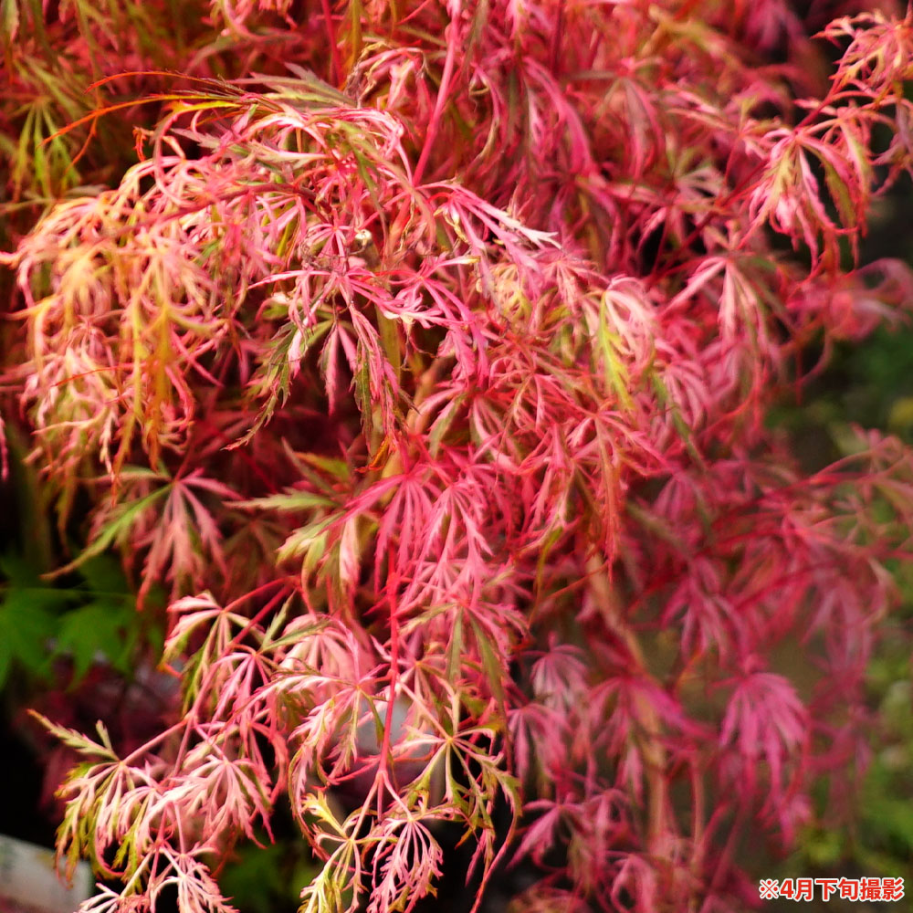 カエデ・もみじ 花まとい 1