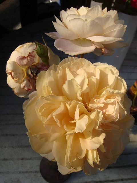 バラ ジャルダンドゥレソンヌ 3