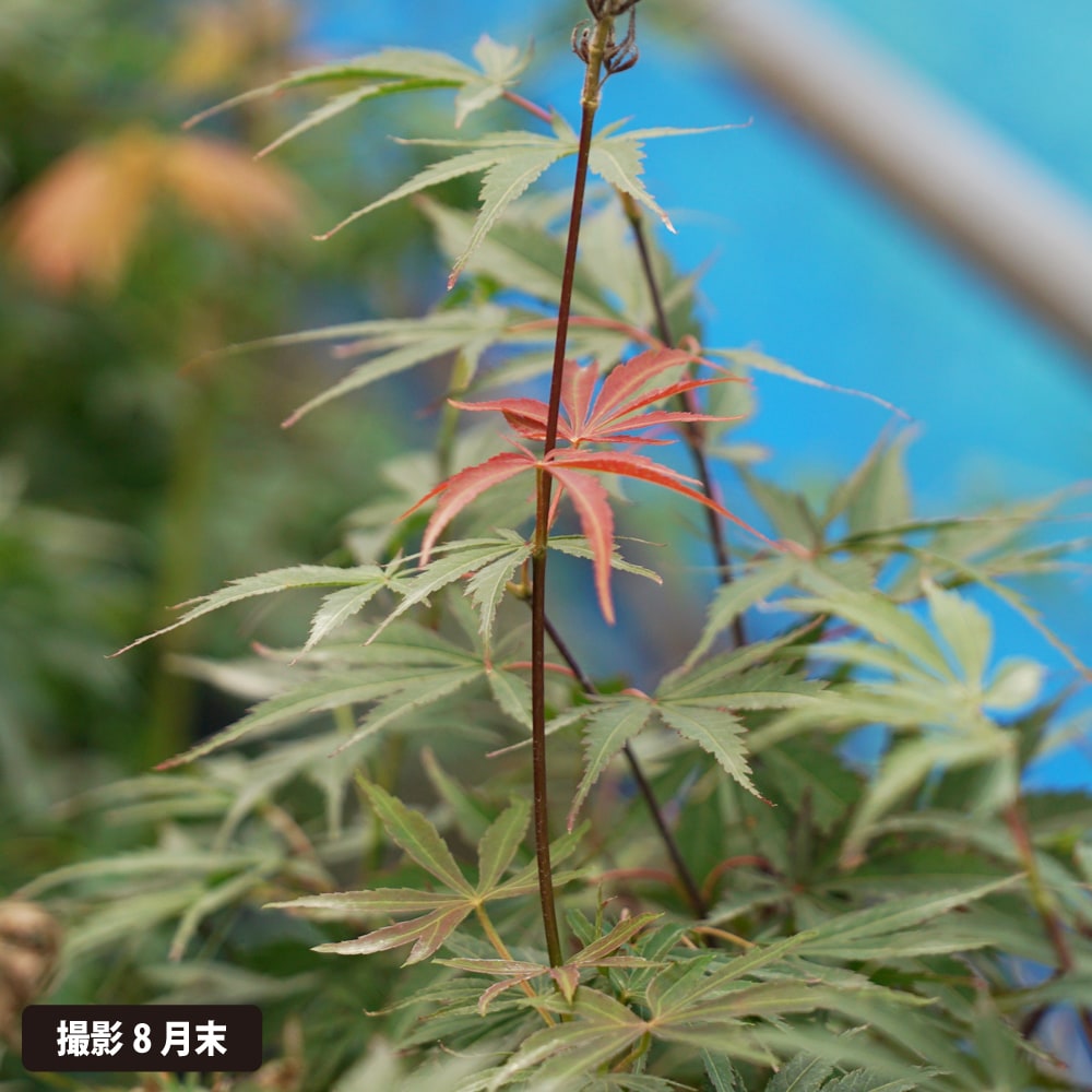 カエデ・もみじ 紅鏡 3