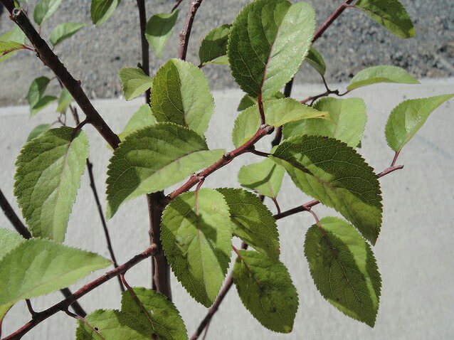 カルシウムの木の葉