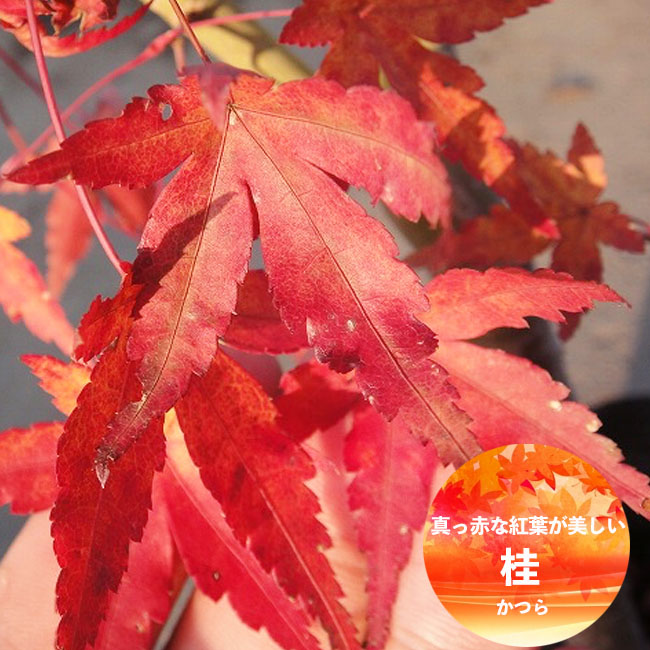 モミジ 桂 1