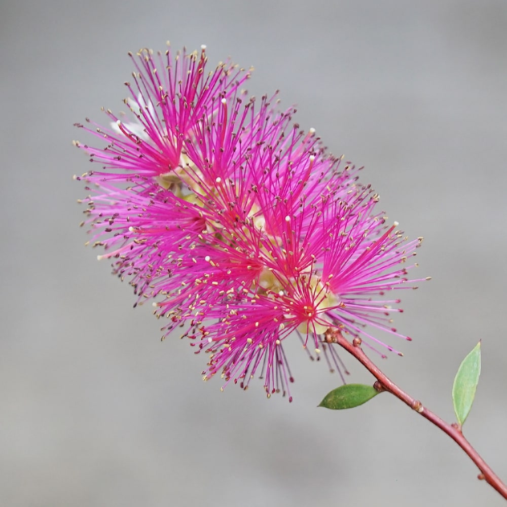 キンンポウジュ パープルスレンダー 1