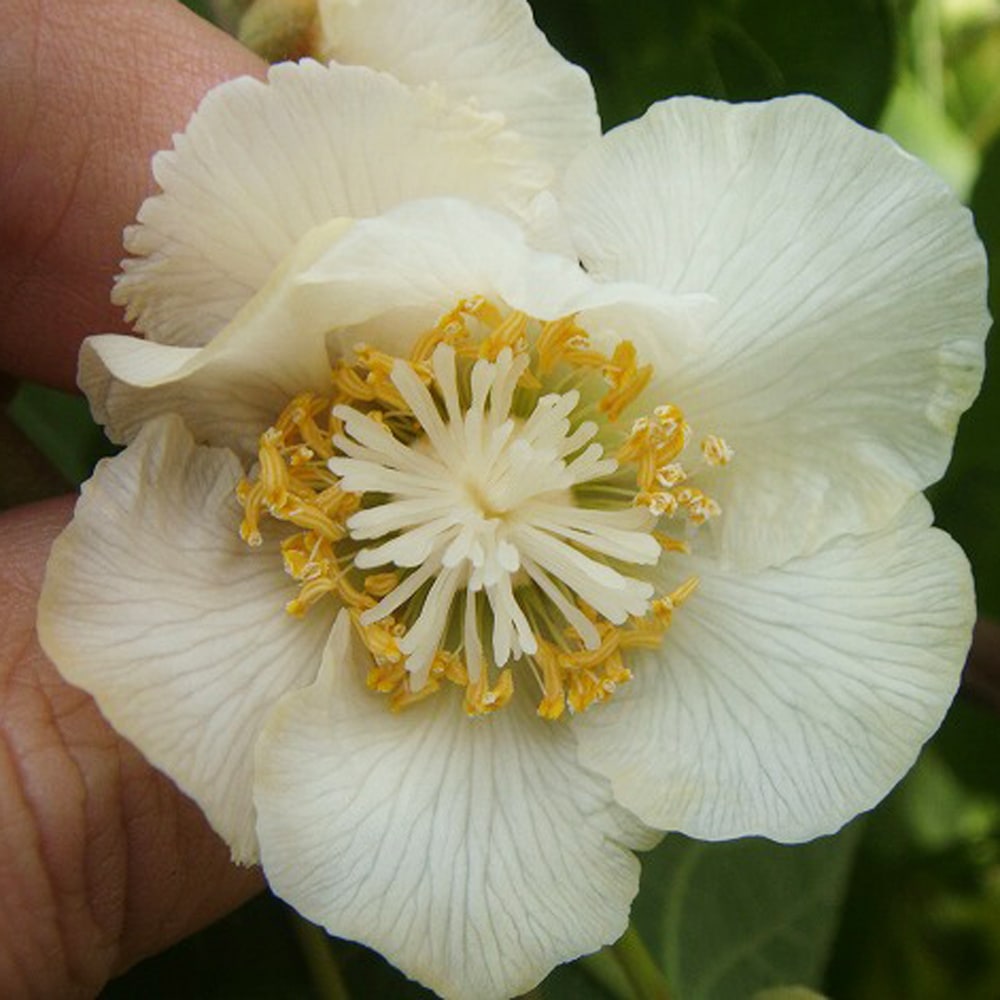 キウイ センセーションアップル