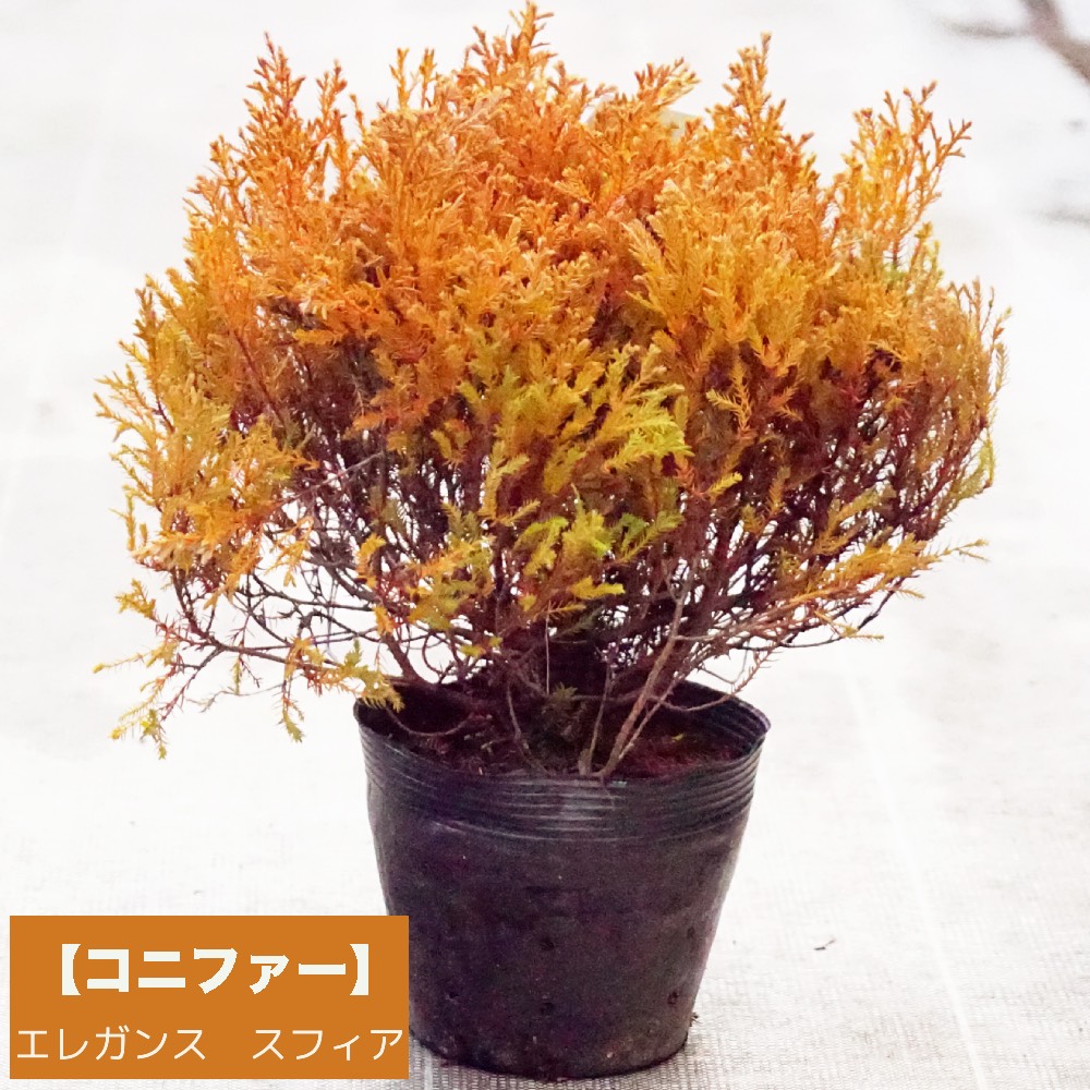 エレガンス スフィア