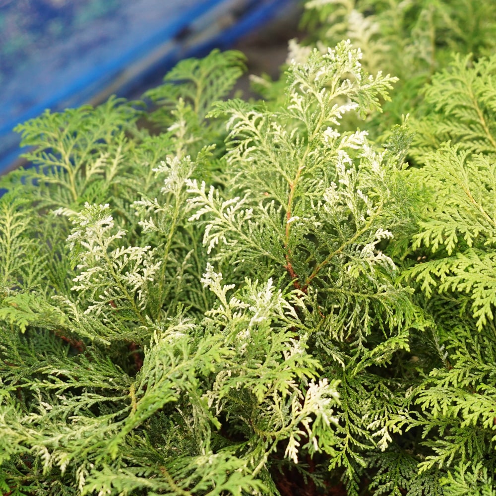 コニファー グロボーサバリエガータ 1