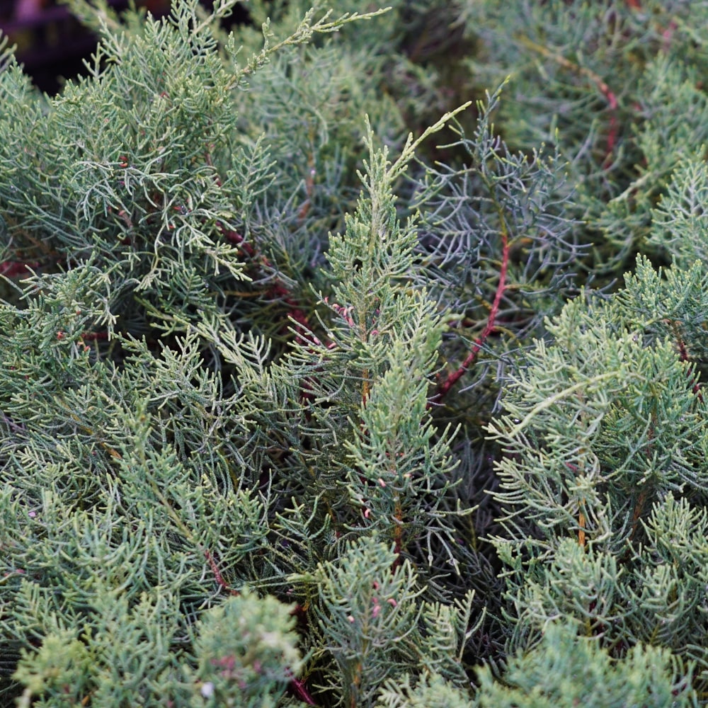 コニファー グレーオウル 1