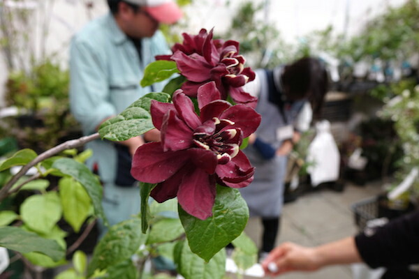 クロバナロウバイ  3