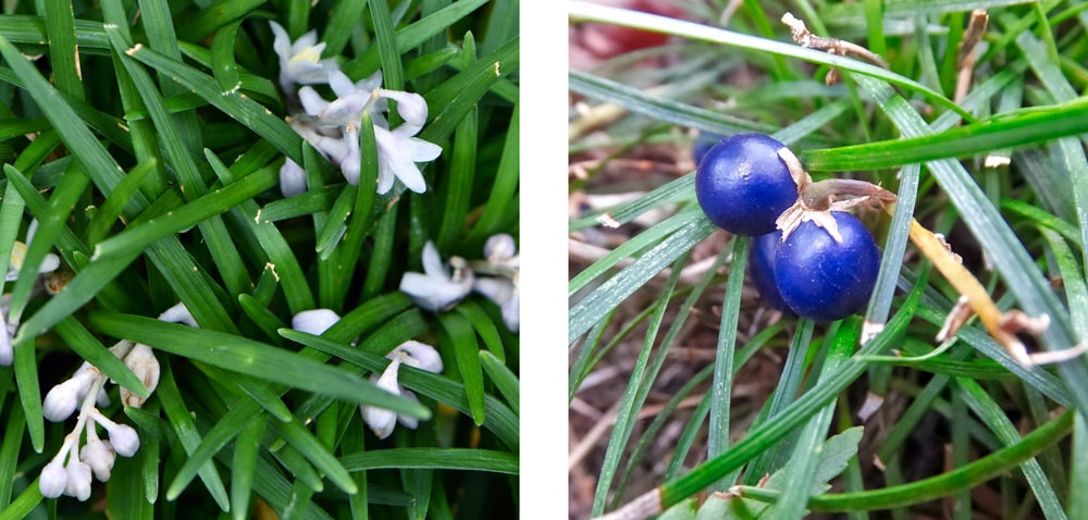 リュウノヒゲ（玉竜）の白い花と青い実