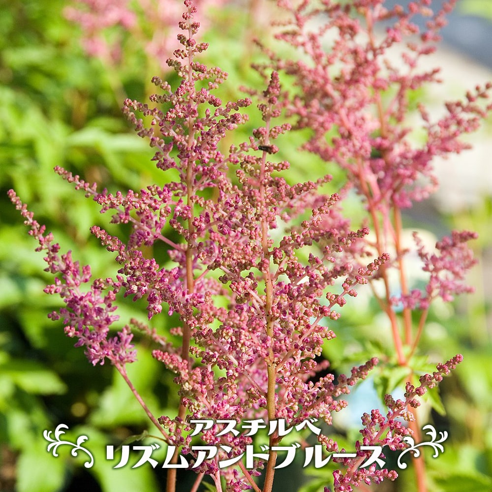 アスチルベ リズムアンドブルース 