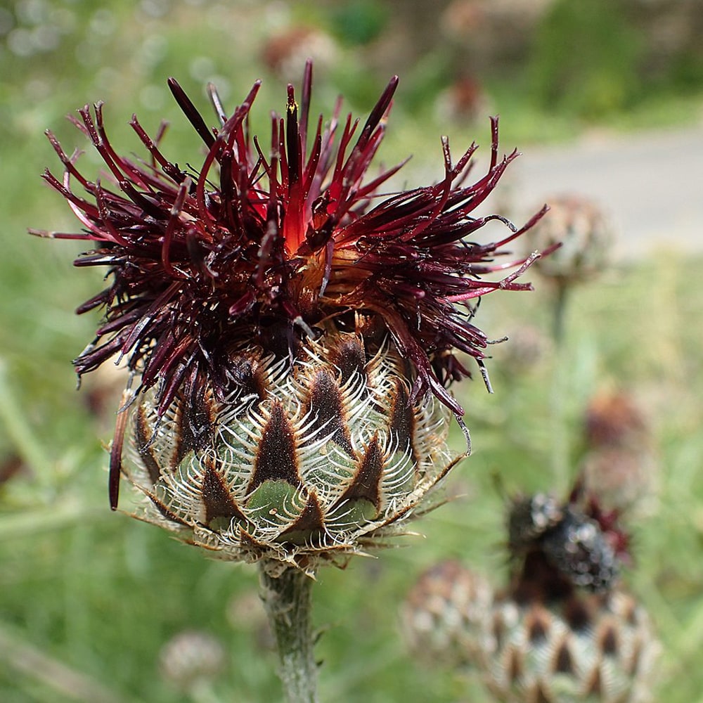 セントーレア アトロパープレア 1