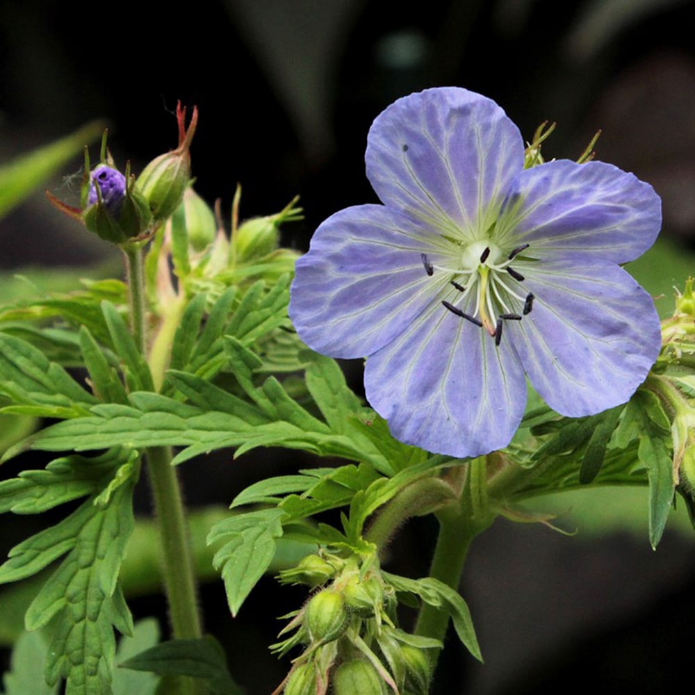 ゲラニウム ミセスケンドールクラーク 1