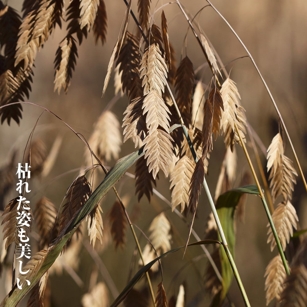 ワイルドオーツ 1