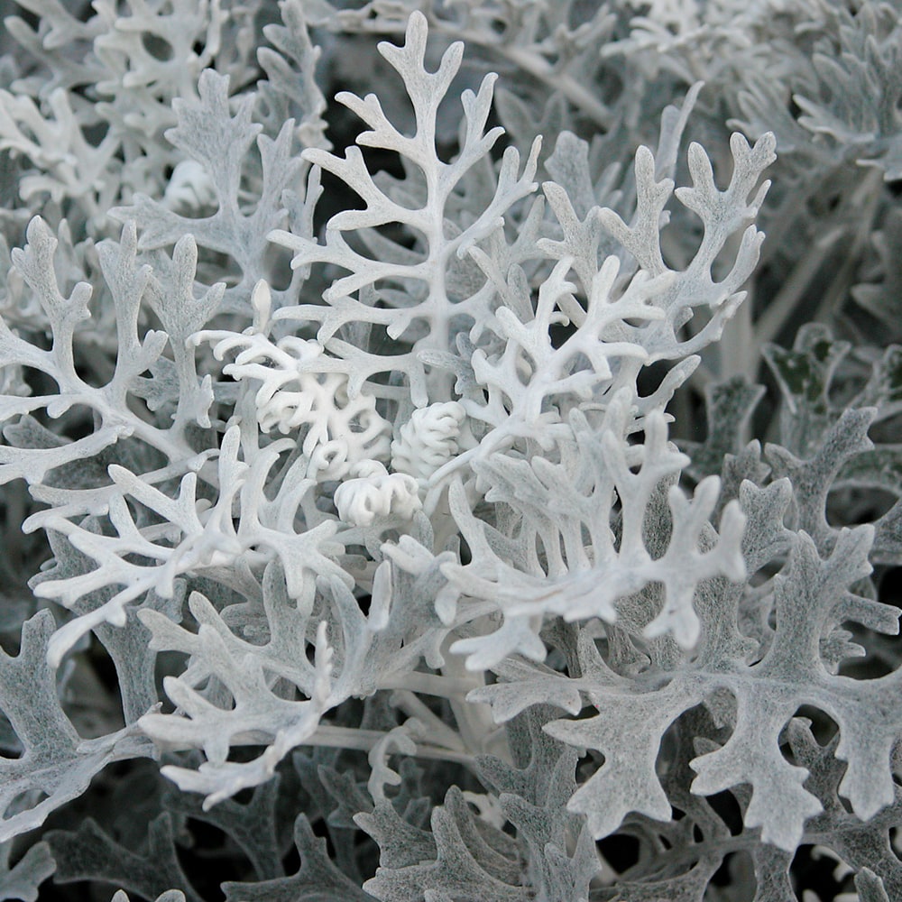 セントーレア シネラリア 2