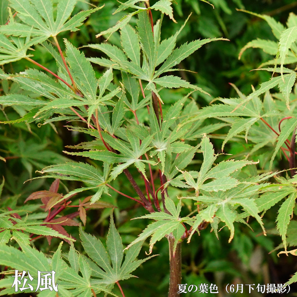 カエデ・もみじ 松風 3