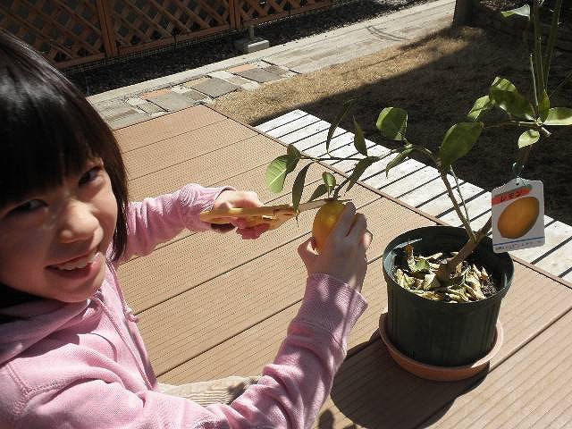 柑橘 リスボンレモン 4