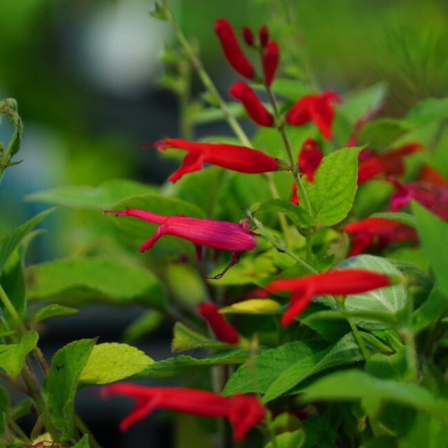 サルビア パイナップルセージ 