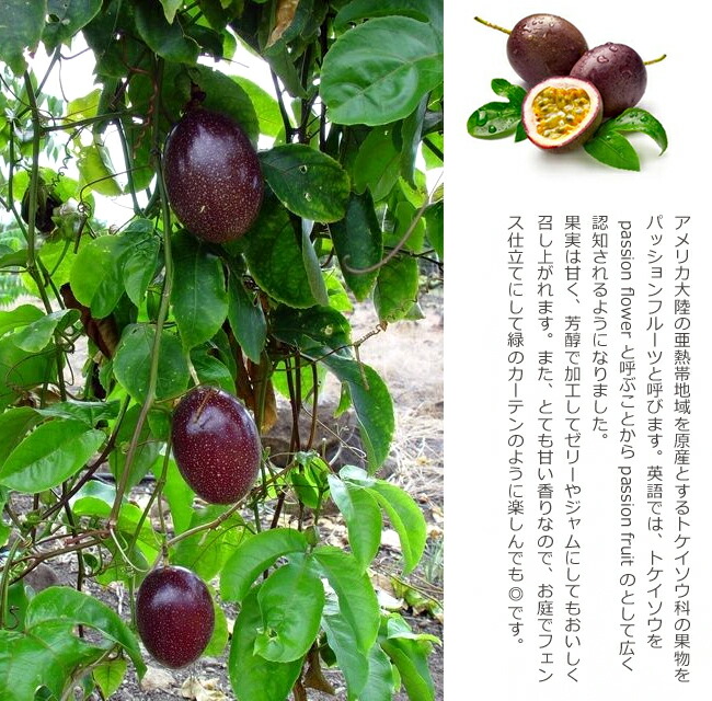 パッションフルーツ 