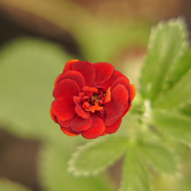 ポテンティラ アルクアンシエル 