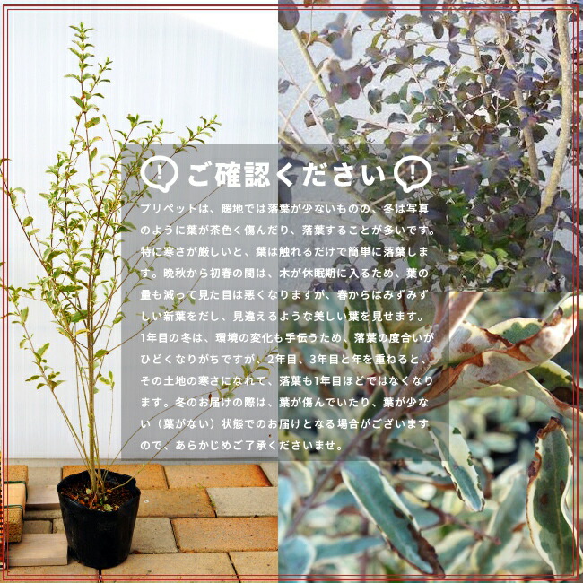 冬のプリペット