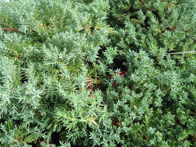 コニファー プロカンベンスナナ