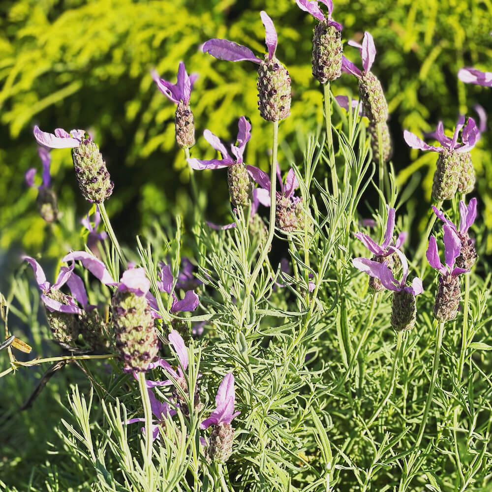 ラベンダー バンデラ パープル 