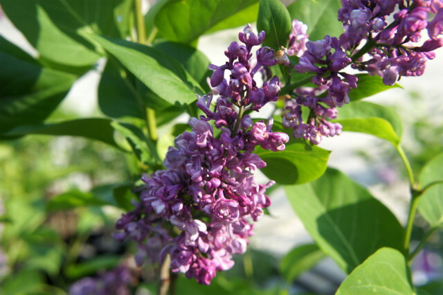 ライラック ミッシェルブッチャー 1