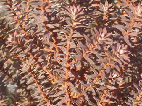 ボリジ パープル 1