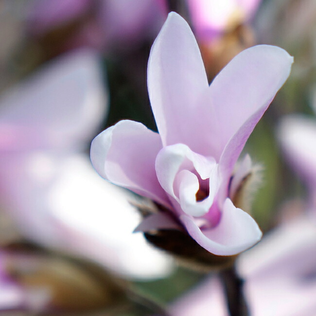 コブシ ロベルタドリーム 2