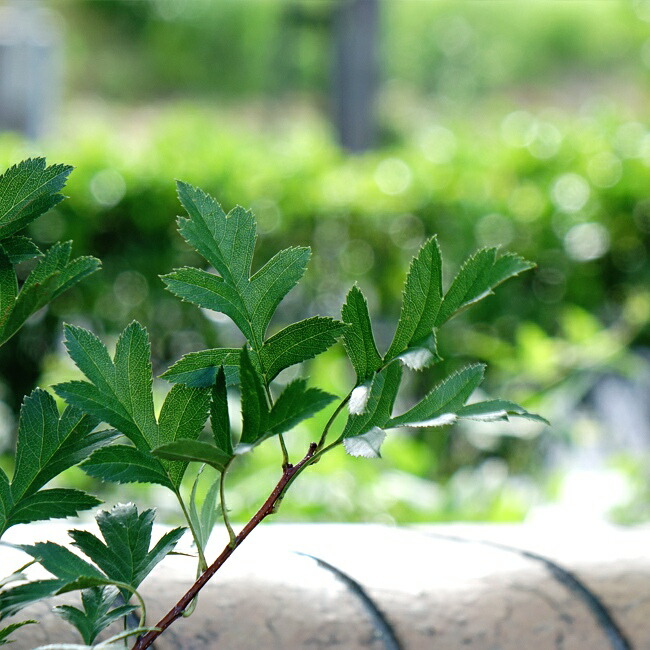 サンザシ 北京 1