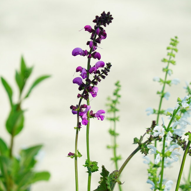 サルビア スィートエスメラルダ の花