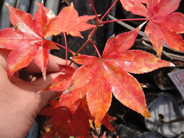 もみじ 五月紅の紅葉