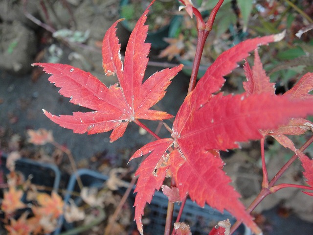 モミジ 【鴫立沢(シギタツザワ)】の紅葉