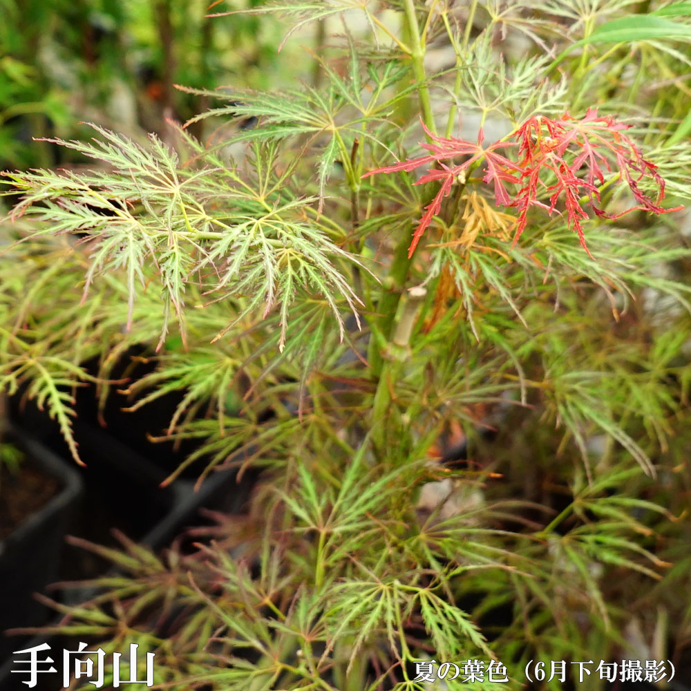 カエデ・もみじ 手向山 の夏の葉色