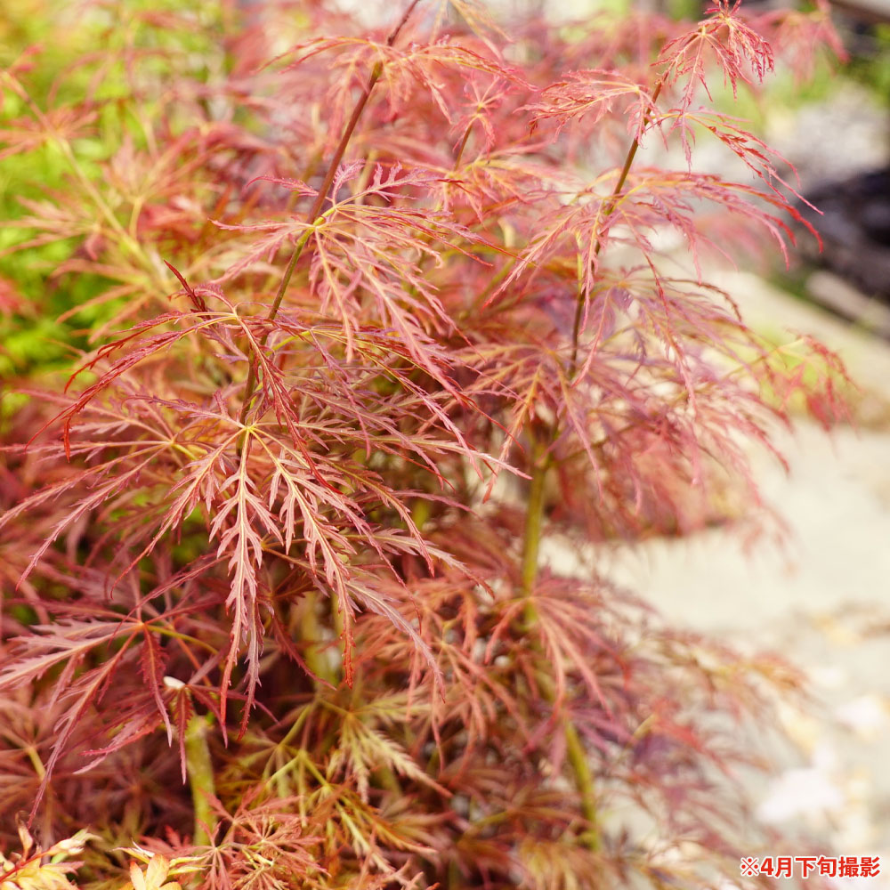 モミジ 手向山（たむけやま） 紅枝垂れ