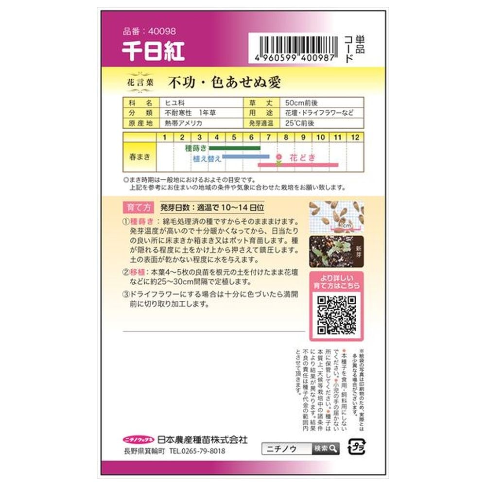 千日紅 千日紅 1