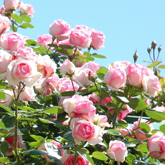 バラ つるヒストリー 3