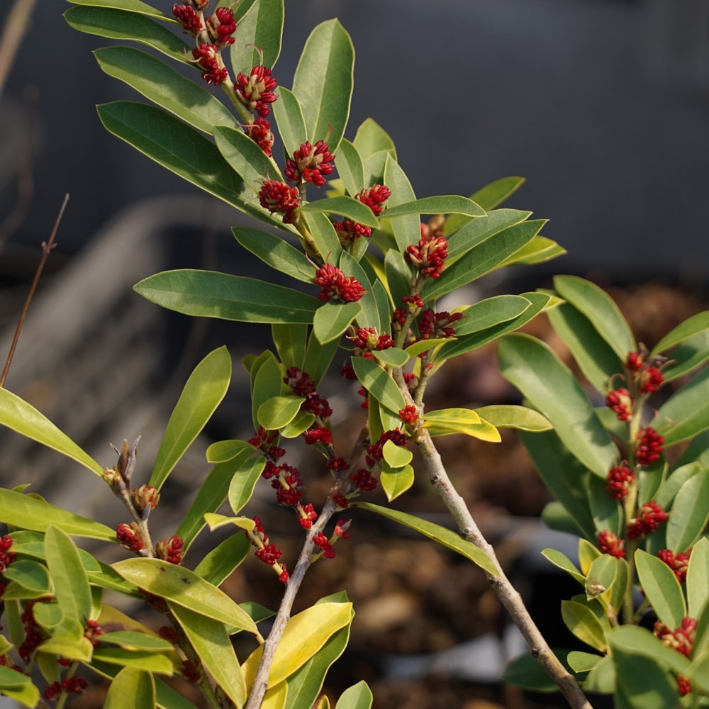 イスノキ 這性 1