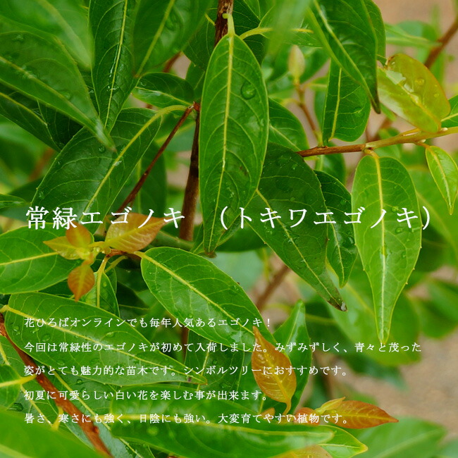 トキワエゴの葉