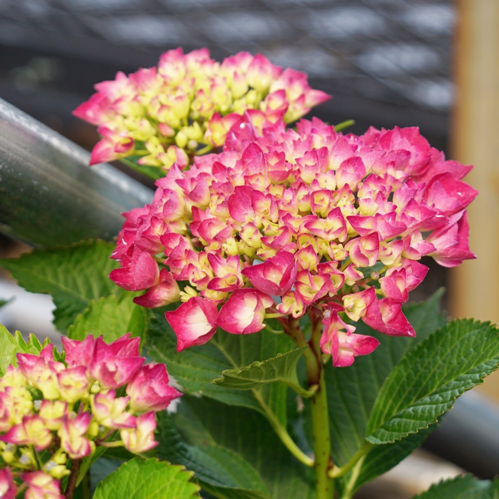 アジサイ シティーラインパリ 1