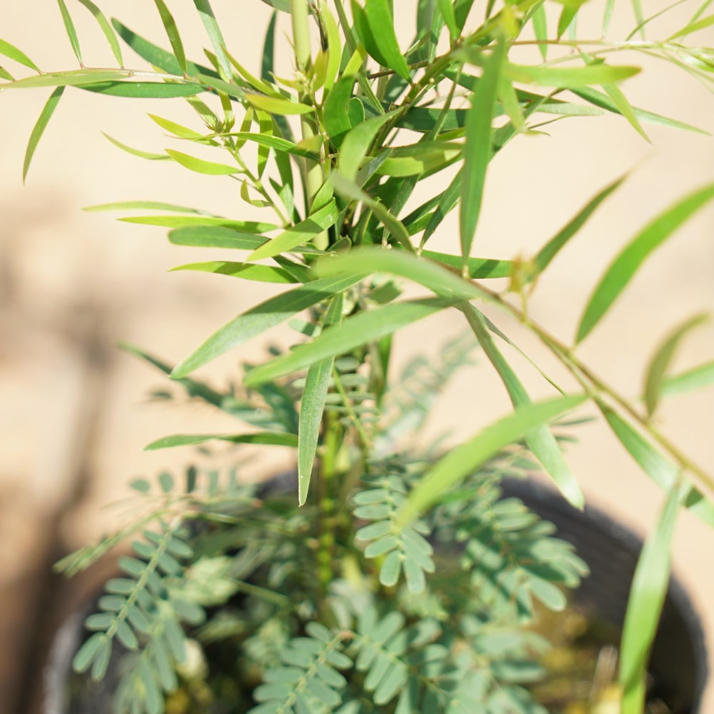 アカシア テレサ 1