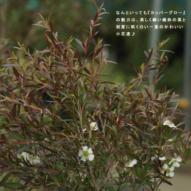 メラレウカ スタリーナイト