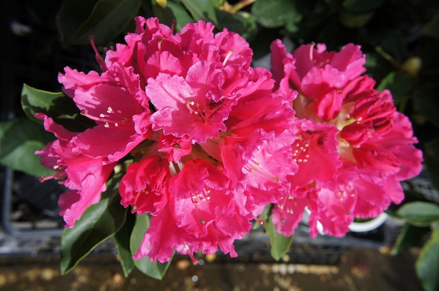   シャクナゲ  コンコルド