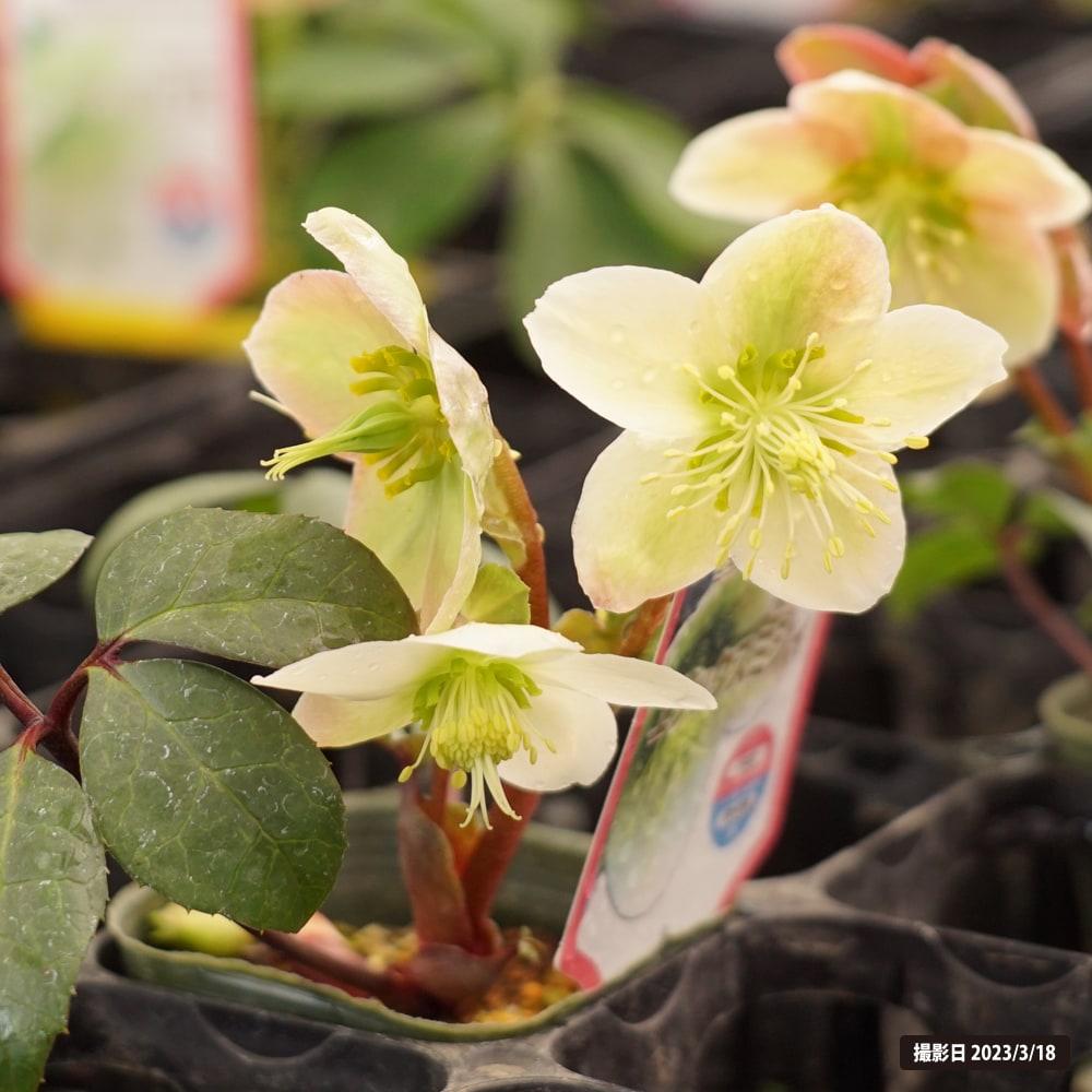 クリスマスローズ エリックスミシィ 2