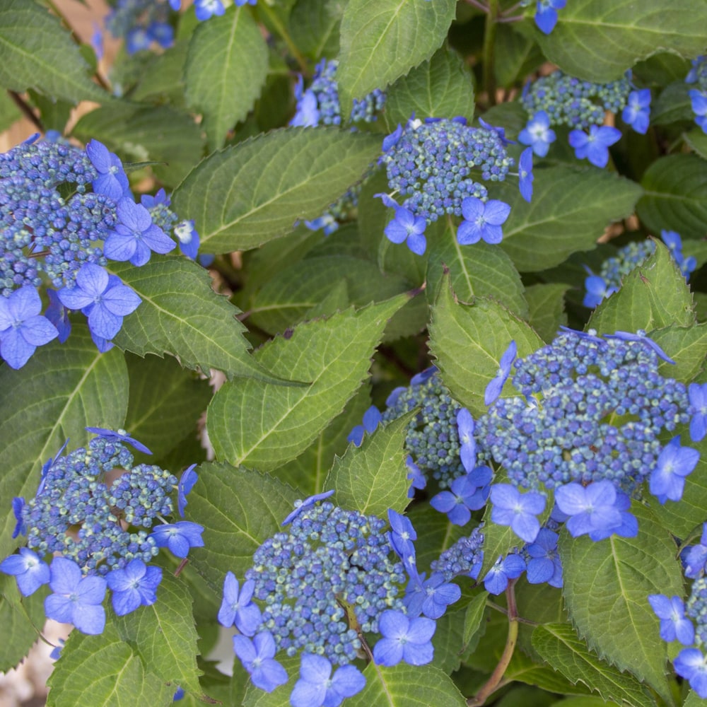 アジサイ 藍姫 2