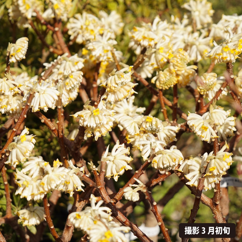 ミツマタ 黄花中国大輪 3