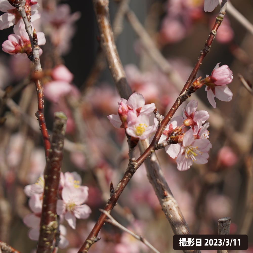 さくら 啓翁桜 2
