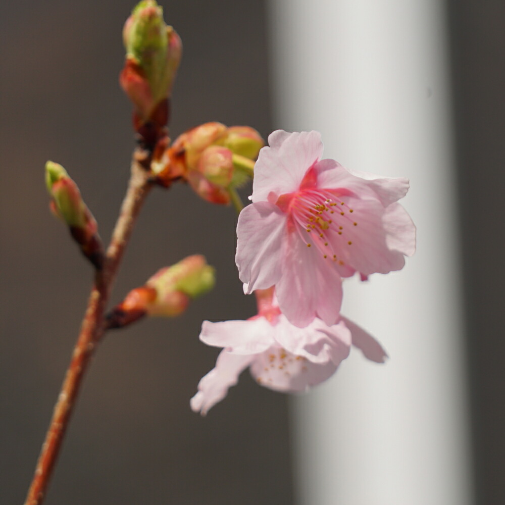 さくら 修善寺寒桜 1