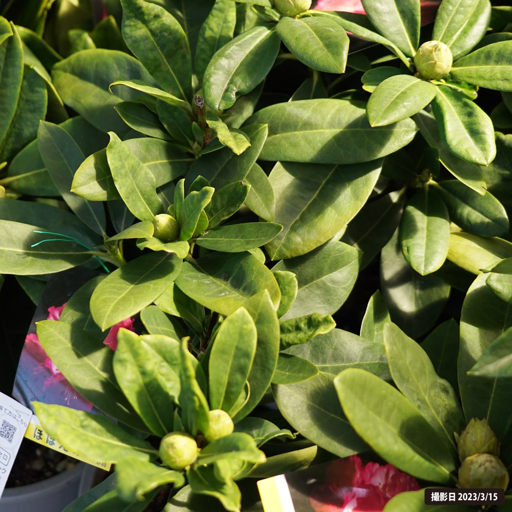 シャクナゲ ほほえみ 1